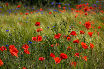 Klatschmohn (Papaver rhoes)