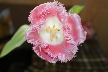 pink flower