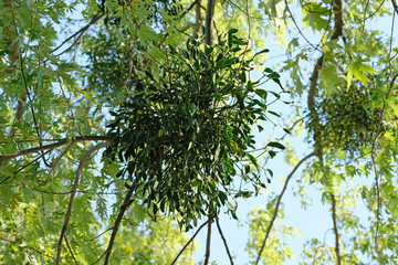 Defeat the tree mistletoe. Weed Half parasite has the shape of a ball attached to the branches of the host plant. Leaves and stalks of mistletoe view from below.