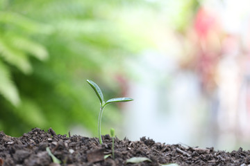 Young green sprout plants growing in the morning 