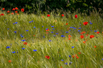 Klatschmohn (Papaver rhoes)