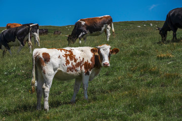 Plakat Cows on a green field slope under blue sky, Rila mountain, Bulgaria.