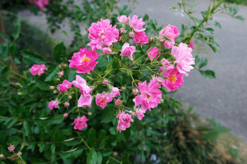 Obraz premium A sprig of pink rose hips close-up. Rosehip blooms in the spring garden. Pink flowers on a bush.