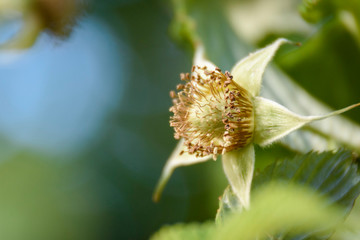 Close up view of a raspberry fruit on its mature processing at the plant © Pedro Suarez
