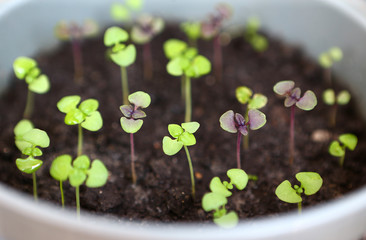 Cultivation of seedling