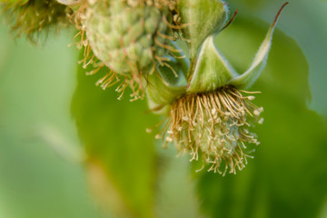 Close up view of a raspberry fruit on its mature processing at the plant © Pedro Suarez