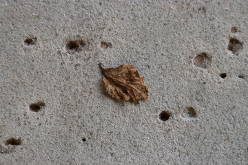 Solitary Autumn Leaf in the Spring