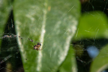 spider macro