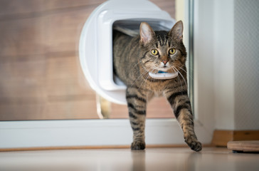 tabby domestic cat coming home entering room through cat flap in window looking ahead wearing gps...