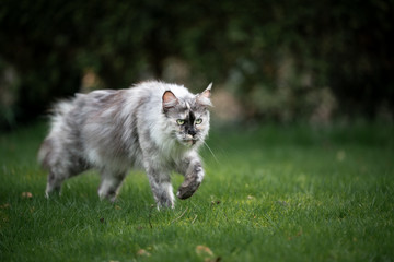 Naklejka na ściany i meble beautiful gray tortoiseshell maine coon cat walking on grass with copy space