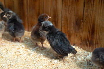 hen and chicks