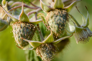 Close up view of a raspberry fruit on its mature processing at the plant © Pedro Suarez