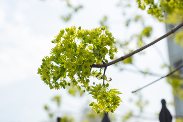branch of a tree