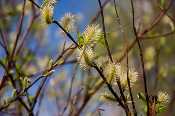 Branch of pussy-willow in early spring. Easter