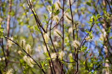Branch of pussy-willow in early spring. Easter