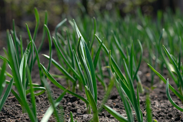 green grass in soil