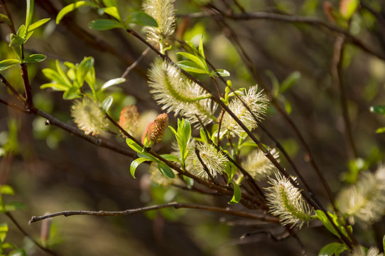 Branch of pussy-willow in early spring. Easter