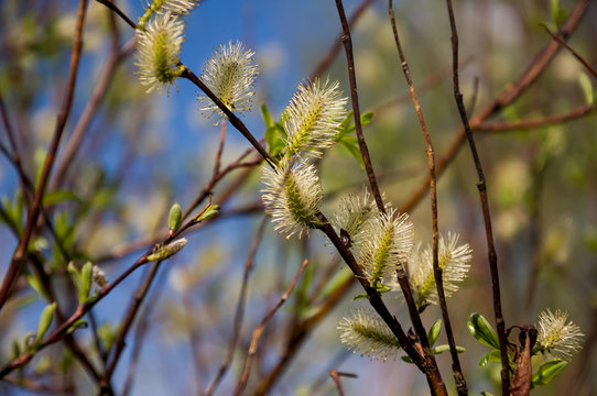 Branch of pussy-willow in early spring. Easter