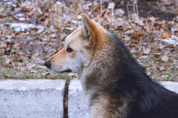 Obraz premium portrait of a dog