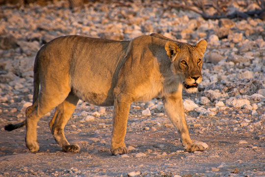 lioness in sunset