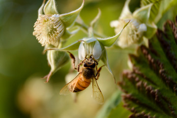 Close up view of a bee pollinizing a raspberry flower during spring season