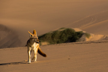Lonely jackal 
