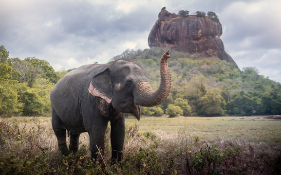 Elephant near Sigiriya lion rock fortress in Sigiriya, Sri Lanka