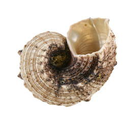 sea shell isolated on white background