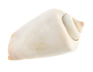 Empty sea shell isolated on white background