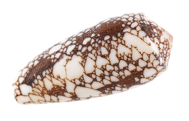 Empty sea shell isolated on white background