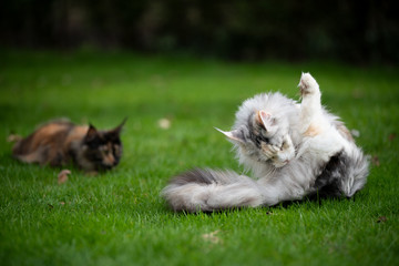 two different maine coon cats resting outdoors on the lawn. one cat is grooming it's fur