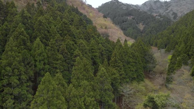 山の中の針葉樹林