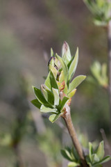 Lilas