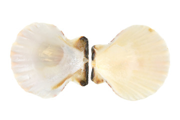 Empty sea shells isolated on white background