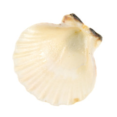 sea shell isolated on white background