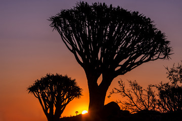 silhouette of tree at sunset
