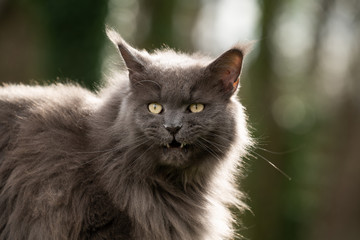 Naklejka na ściany i meble blue maine coon cat outdoors portrait with open mouth meowing