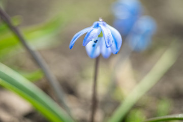 Bluebell flower. The first spring flowers grow in the garden