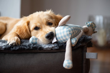 Portrait of a Golden Retriever puppy, lying on a cozy blanket, playing with a toy. Close up