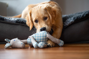 Portrait of a young Golden Retriever, lying on a cozy blanket, playing with a toy. Close up