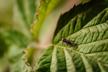 Macro view of a fly on a green leaf