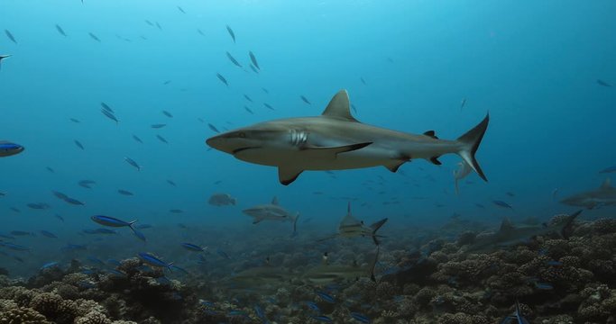 Grey sharks in the Pacific Ocean. Underwater life with sharks and tropical fish swimming near coral reefs. Diving in the clear water.