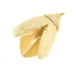 Dried part of plant isolated on white background