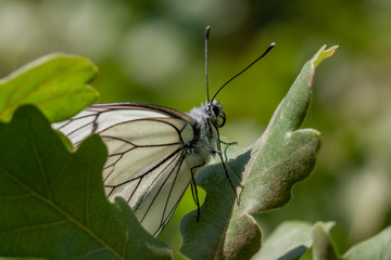 Obraz premium Pieridae, Hawthorn Butterfly, Black-veined White, Aporia crataegi, Asia Turkey