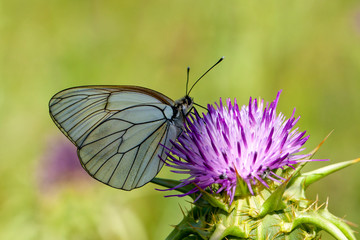 Pieridae, Hawthorn Butterfly, Black-veined White, Aporia crataegi, Asia Turkey