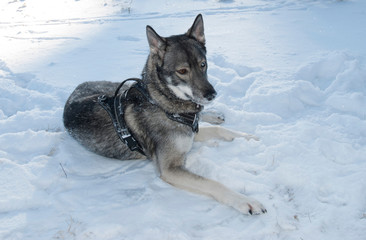 young husky on a walk on a winter frosty day
