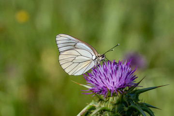 Pieridae, Hawthorn Butterfly, Black-veined White, Aporia crataegi, Asia Turkey