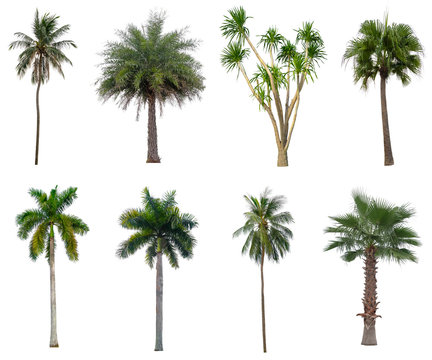 Collection Beautiful coconut and palm trees Isolated on white background , Suitable for use in architectural design , Decoration work , Used with natural articles both on print and website.