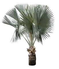 Beautiful bismarck palm tree isolated on white background. Suitable for use in architectural design or Decoration work. Used with natural articles both on print and website.