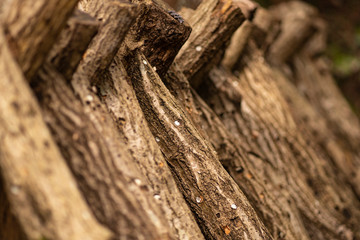 椎茸の原木栽培